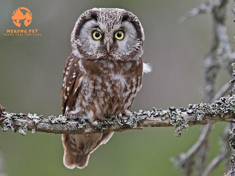 Mua Bán Chim Cú: Hướng Dẫn Chi Tiết và Lưu Ý Quan Trọng